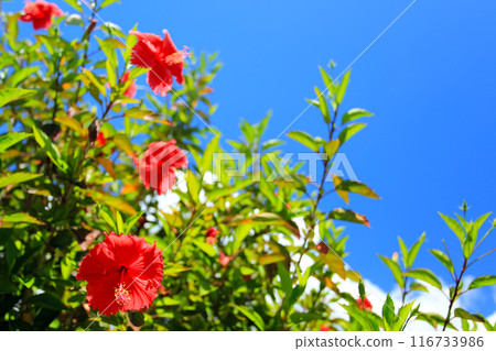 Blue sky, white clouds and red hibiscus in Okinawa 116733986