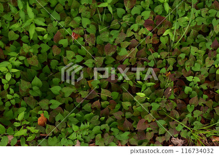 Dokudami grass Dokudami grass 116734032