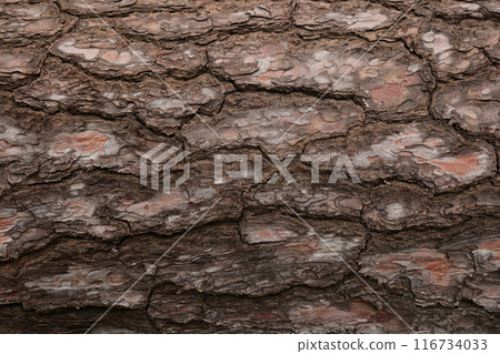 松樹皮 116734033