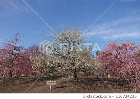 鈴鹿森林公園的風景。玄武梅 116734236