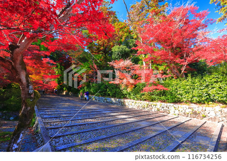 [京都府] 晴天時光明寺表參道（恩納坂）的紅葉 116734256