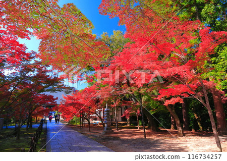 [Kyoto Prefecture] Autumn leaves on the approach to Komyo-ji Temple on a clear day 116734257