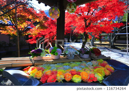 [Kyoto Prefecture] Komyoji Temple Flower Hand Water and Autumn Leaves 116734264