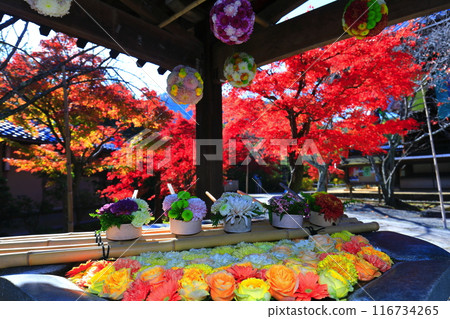 [Kyoto Prefecture] Komyoji Temple Flower Hand Water and Autumn Leaves 116734265
