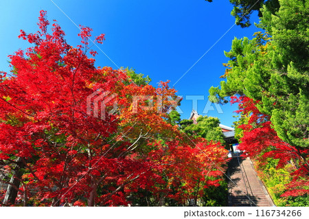 [Kyoto Prefecture] Mieido of Komyoji Temple and autumn leaves on a clear day 116734266
