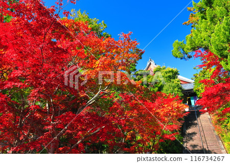 [Kyoto Prefecture] Mieido of Komyoji Temple and autumn leaves on a clear day 116734267