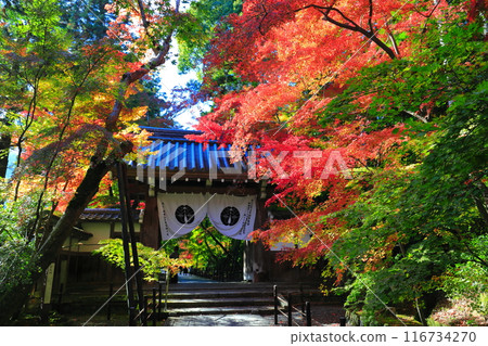 [京都府]光明寺的藥院門和秋葉（紅葉參道） 116734270