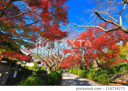 [Shiga Prefecture] Autumn leaves at Saikyoji Temple on a clear day (Momiji approach) 116734273