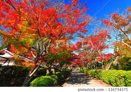 [滋賀縣]晴天西教寺的紅葉（紅葉路） 116734275