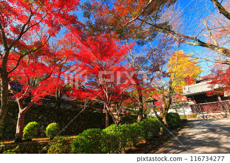 [滋賀縣]晴天西教寺的紅葉（紅葉路） 116734277