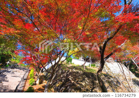 [滋賀縣]晴天西教寺的紅葉 116734279