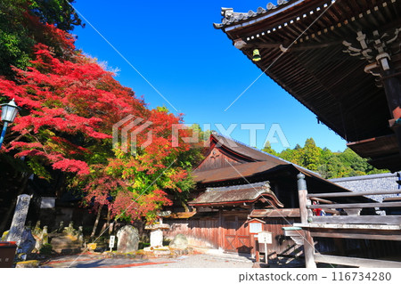 [滋賀縣]晴朗的日子西教寺的紅葉（會堂） 116734280
