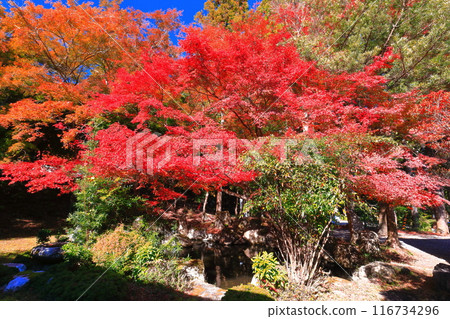 [滋賀縣]晴朗的日子裡日吉大社的紅葉 116734296