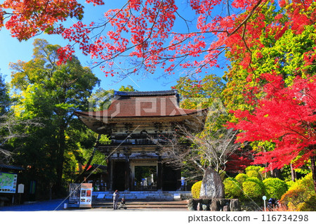 [Shiga Prefecture] Niomon Gate and autumn leaves at Miidera Temple (Onjoji Temple) on a clear day 116734298