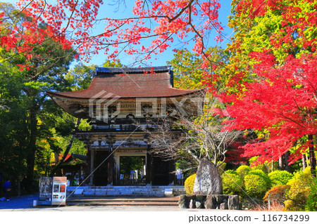 [滋賀縣]晴天時三井寺（圓成寺）的仁王門與秋葉 116734299