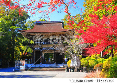 [滋賀縣]晴天時三井寺（圓成寺）的仁王門與秋葉 116734300