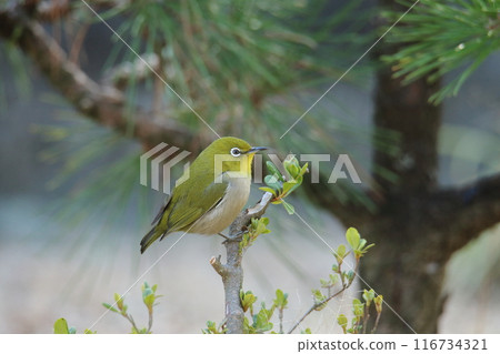 A bird that flew into the garden: a Japanese white-eye. A bird that flew into the garden: a Japanese white-eye. 116734321