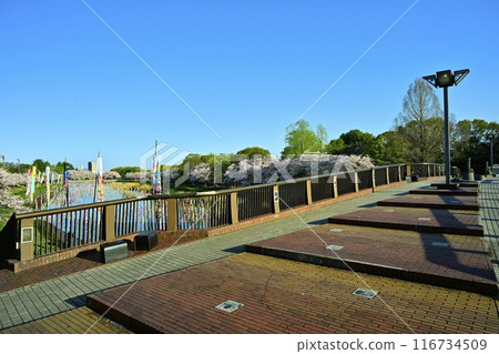 館林市鶴田川上的交流橋、鯉魚旗和櫻花樹 館林市鶴田川上的交流橋、鯉魚旗和櫻花樹 116734509