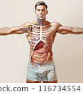 Man upper body anatomy systems diagram with ghost effect. 116734554
