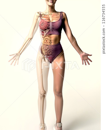 Naked woman body standing, with half cutaway showing skeleton and all internal organs. Front view. 116734555