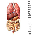 Human anatomy, internal organs alone, full Respiratory and digestive systems. 116734558