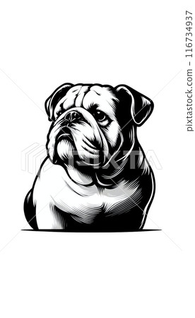 Monotone image of an English Bulldog. Tough, hard appearance, friendly nature. 116734937