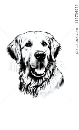 蘇格蘭金毛獵犬的單色影像。它個性善良、深情,其特徵是金色的皮毛。 蘇格蘭金毛獵犬的單色影像。它個性善良、深情,其特徵是金色的皮毛。 116734953