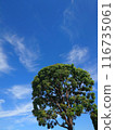 tree and blue sky 116735061