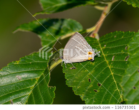Midorishigimi Midorishigimi 116735301