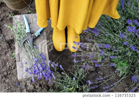 a pruning lavender a pruning lavender 116735325