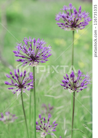 beautiful flowers background beautiful flowers background 116735335