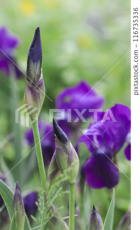 beautiful flowers background beautiful flowers background 116735336