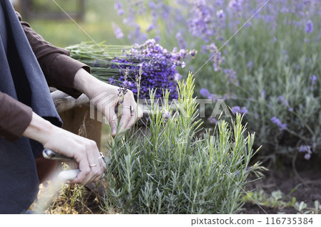 girl pruning lavender bush in the garden 116735384