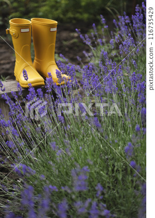 lavender and yellow rubber boots 116735429