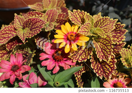 Group planting of zinnia and coleus Group planting of zinnia and coleus 116735513