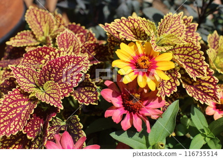 Group planting of zinnia and coleus Group planting of zinnia and coleus 116735514