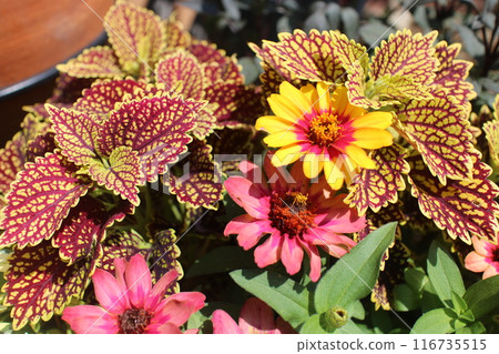 Group planting of zinnia and coleus 116735515