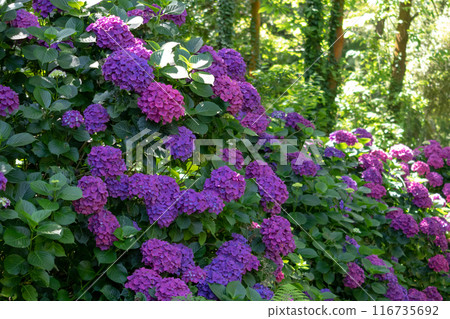 French hydrangea with purple flowers garden hedge. 116735692