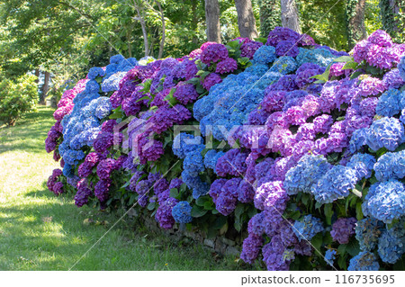 French hydrangea with purple and blue flowers garden hedge. French hydrangea with purple and blue flowers garden hedge. 116735695