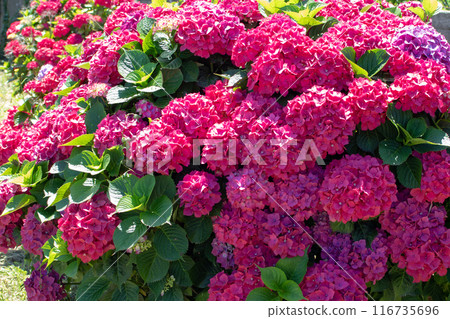Hydrangea shrubs with red flowers garden hedge. 116735696
