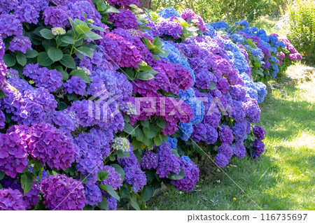 Hydrangea shrubs with purple and blue flowers garden hedge. Hydrangea shrubs with purple and blue flowers garden hedge. 116735697