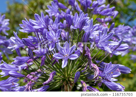 Agapanthus praecox, lily of the Nile or African lily purple flower head close-up Agapanthus praecox, lily of the Nile or African lily purple flower head close-up 116735703