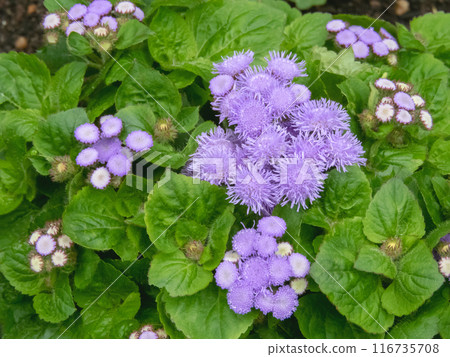 Ageratum houstonianum or flossflower flowers corymb close-up Ageratum houstonianum or flossflower flowers corymb close-up 116735708