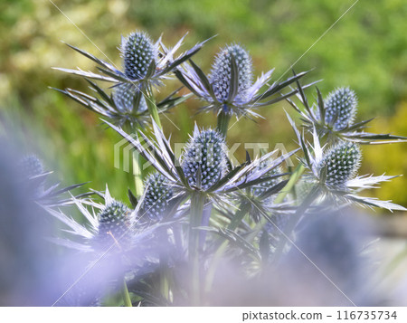 Sea holly or eryngium spiky blue flowers aesthetic photo with blurred foreground. 116735734