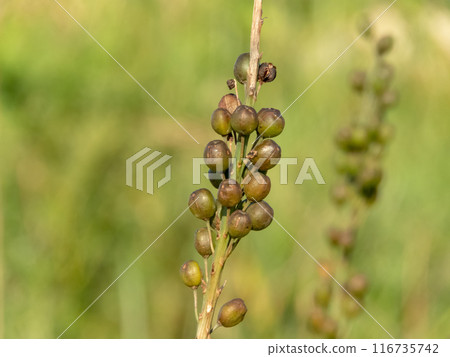 White asphodel or asphodelus albus flowering plant seeds. White asphodel or asphodelus albus flowering plant seeds. 116735742
