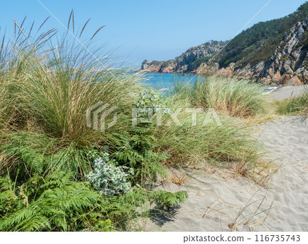 Sand dune vegetation at the Barayo beach Nature Reserve, Asturias,Spain Sand dune vegetation at the Barayo beach Nature Reserve, Asturias,Spain 116735743