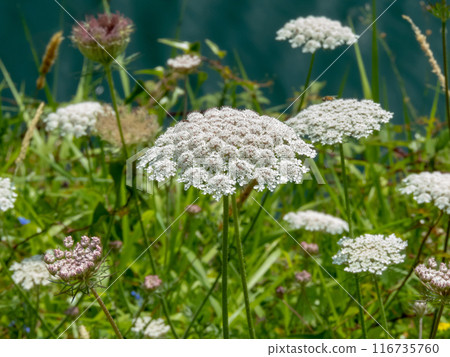 Daucus carota or wild carrot white umbel inflorescences. 116735760