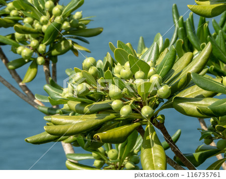 Pittosporum tobira,Australian laurel,Japanese pittosporum,mock orange or Japanese cheesewood plant branches 116735761