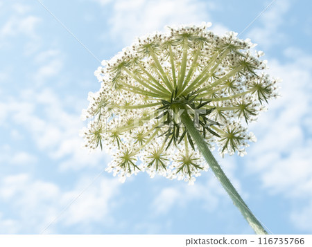 Daucus carota or wild carrot white umbel bottom up view on the blue sky blurred background. 116735766