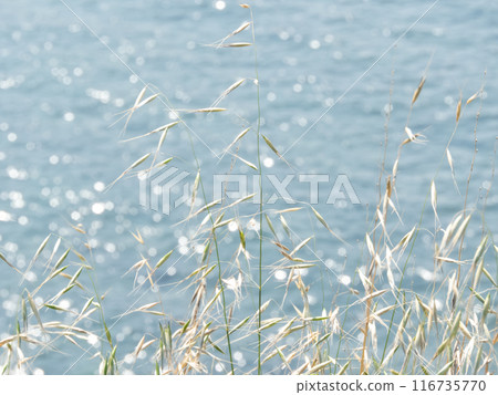 Sparkling summer vibe aesthetic background with dry herbs and blue glittering sea 116735770